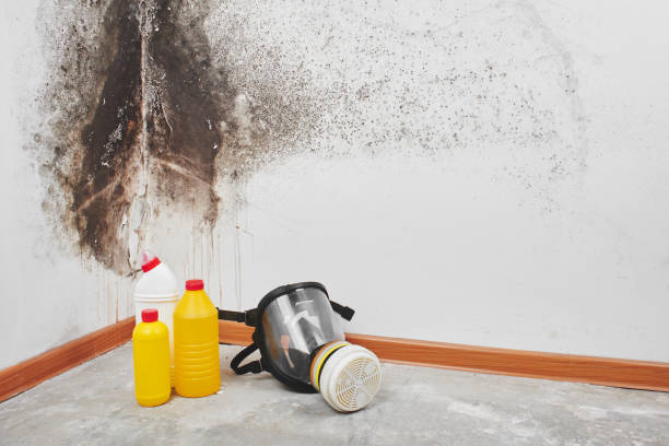 Office Mold Removal Services in Park Falls, WI